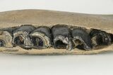 Fossil Woolly Rhino (Coelodonta) Right Mandible - North Sea #200805-2